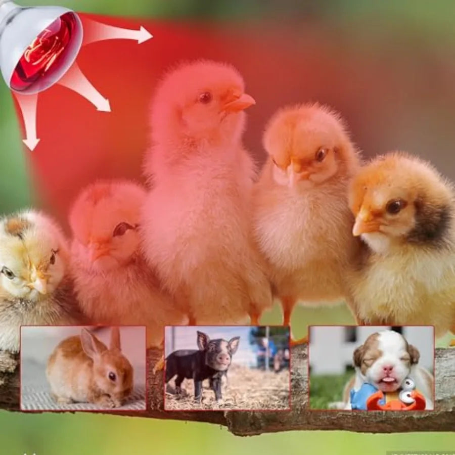 6 Pack 250W Heat Lamp Bulbs for Chicks, R40 Brooder Heat Lamp for Chickens, Infrared Reflector Heating Bulbs, Incandescent Heat