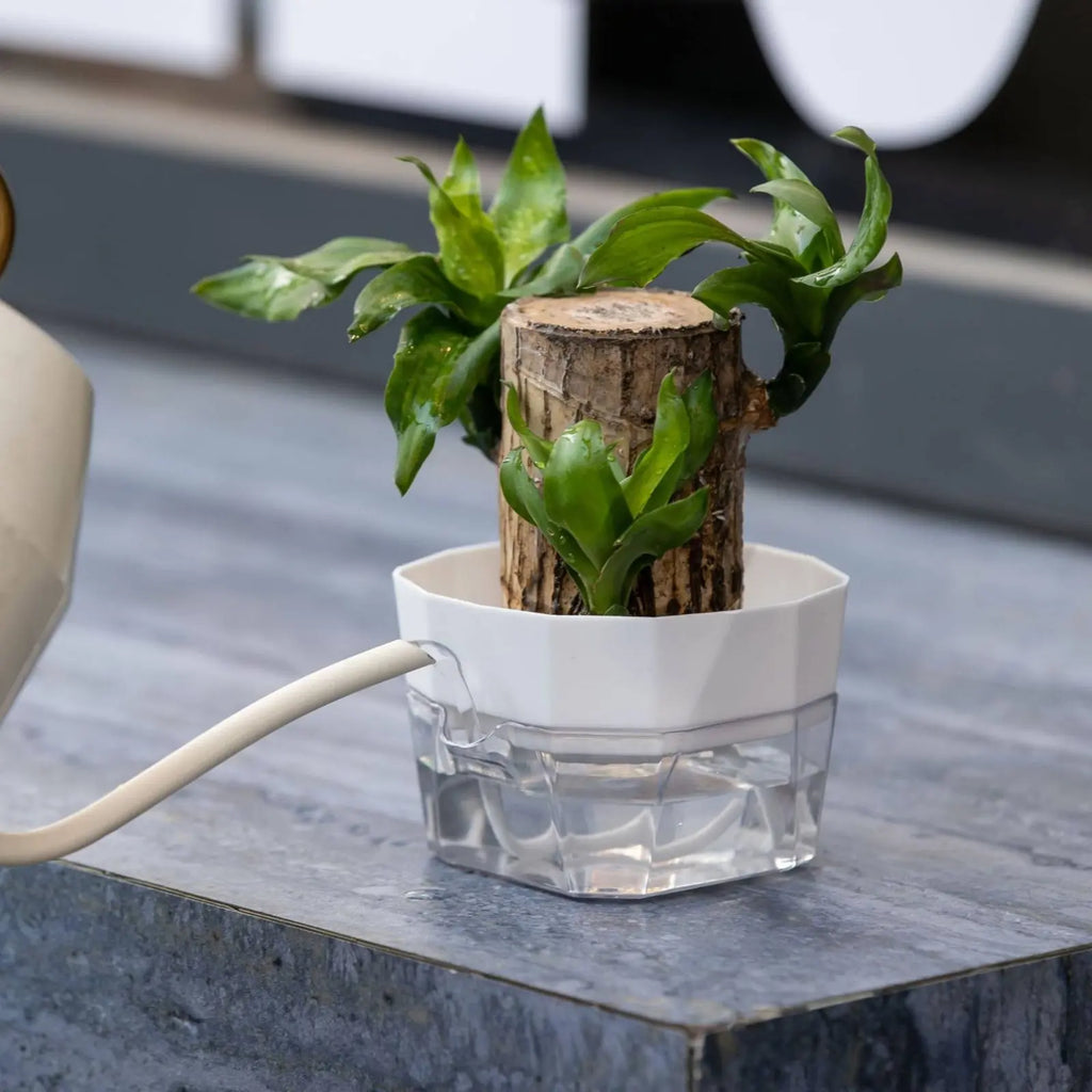 Hydroponic Bulb Vase 2-Tier Design Bulb Forcing Pot Automatic-Watering Planter Transparent Base Flower Pot for Plant Lovers